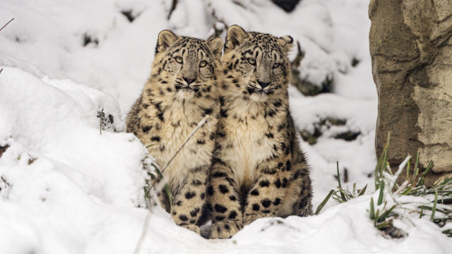 Snow leopards in snow facing free wallpaper - medium preview image