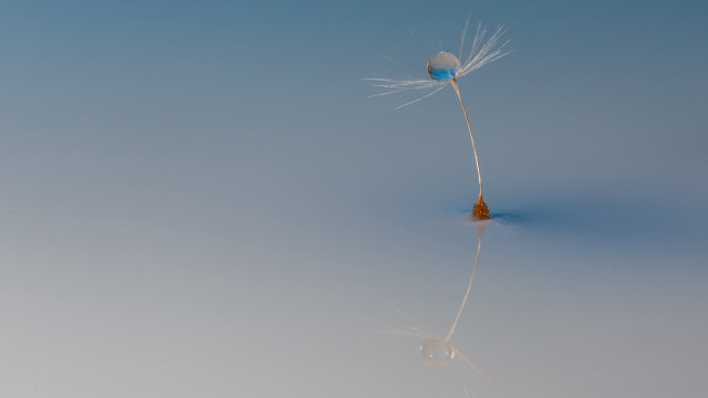 Dandelion blue center reflection minimalism free wallpaper - medium preview image
