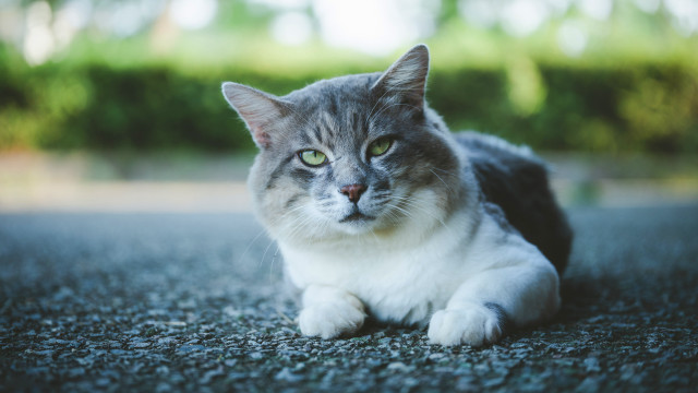 Sad cat puzzle outdoors blurry free wallpaper - medium preview image