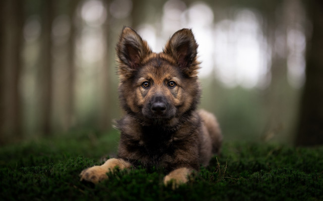 Dog grass forest sad portrait free wallpaper - medium preview image