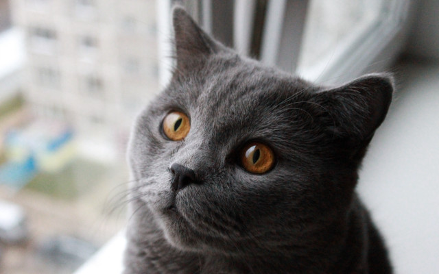 Black cat city window constructivism free wallpaper - medium preview image