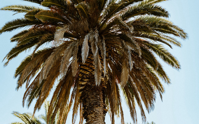 Palm tree stop sign blue free wallpaper - medium preview image
