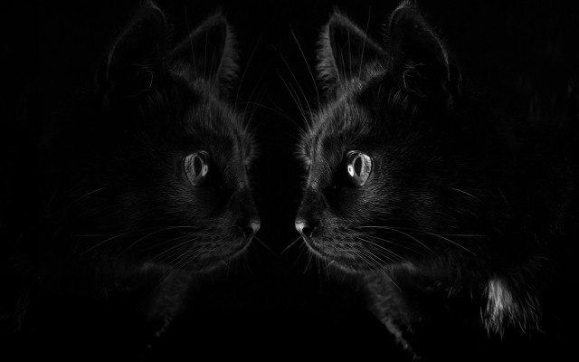 Black cats glowing eyes gothic free wallpaper - medium preview image