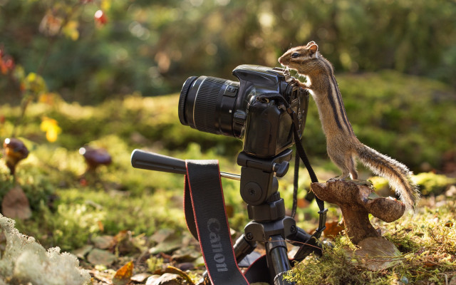 Camera squirrel tripod woods christmas free wallpaper - medium preview image