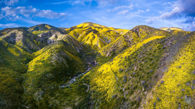 Mountain range yellow flowers blue free wallpaper - medium preview image