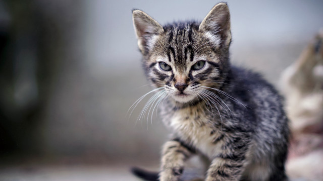 Kitten cement tiltshift blurry focus free wallpaper - medium preview image