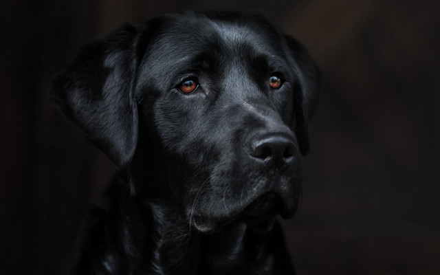 Black dog red eye looking free wallpaper - medium preview image