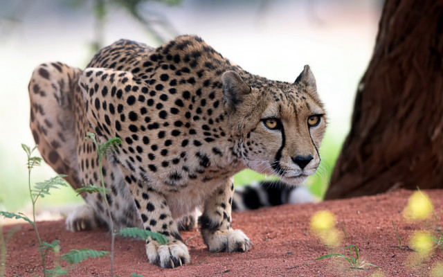 Cheetah rock tree yellowflowers puzzle free wallpaper - medium preview image
