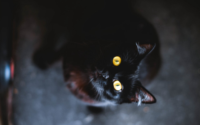 Black cat yellow eyes gothic #20 free wallpaper - medium preview image