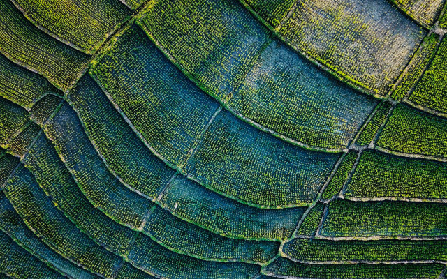 Green plant leaves blue sky #2 free wallpaper - medium preview image