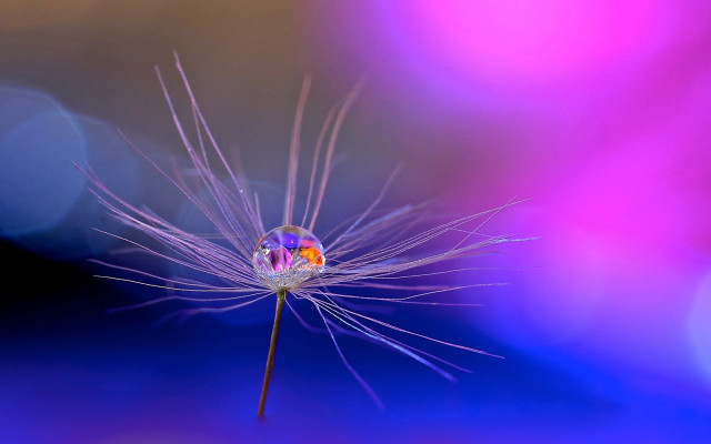 Dandelion macro blue sky red free wallpaper - medium preview image