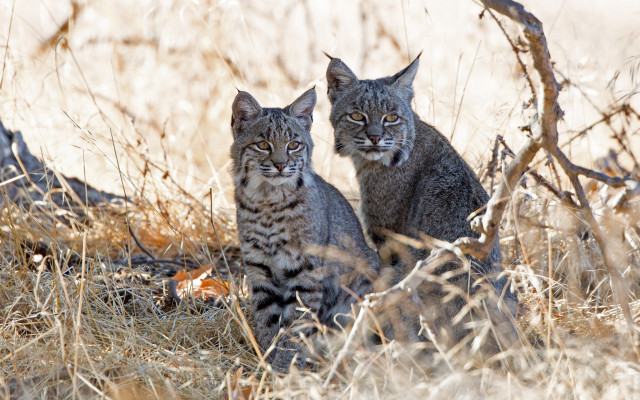 Cats grass tree bird winter free wallpaper - medium preview image