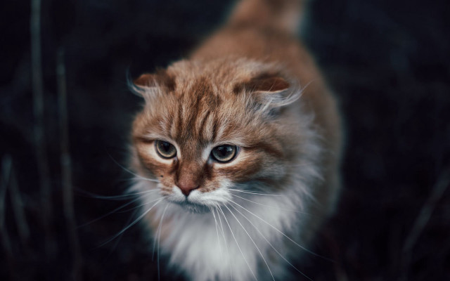 Small cat white patch brown free wallpaper - medium preview image