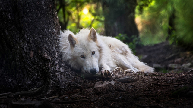 White wolf forest blue eyed free wallpaper - medium preview image