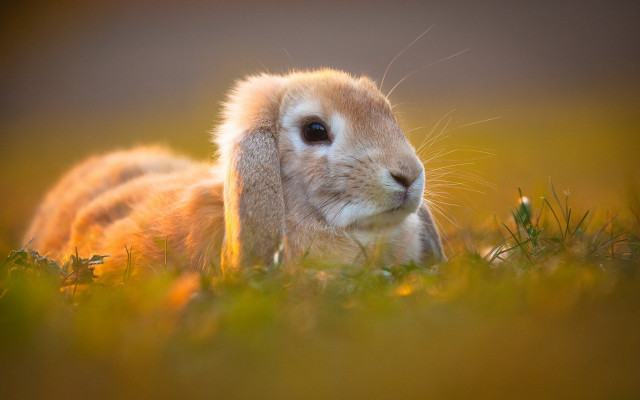 Small rabbit in grass blue free wallpaper - medium preview image