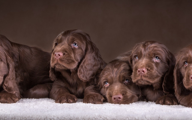 Puppies group white blanket brown free wallpaper - medium preview image