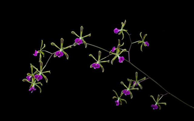 Purple flowers branch black background free wallpaper - medium preview image