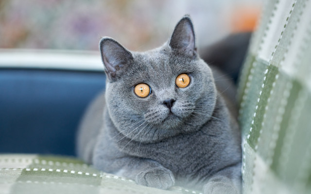 Gray cat curious yellow eyes #2 free wallpaper - medium preview image