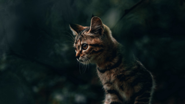 Cat dark standing distant blurry free wallpaper - medium preview image