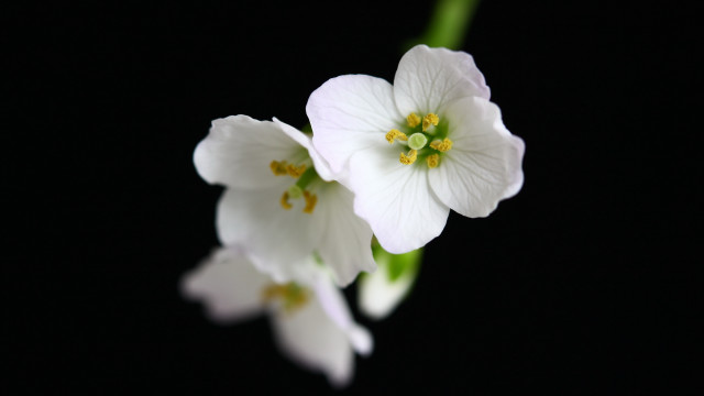 White flowers green stem macro free wallpaper - medium preview image