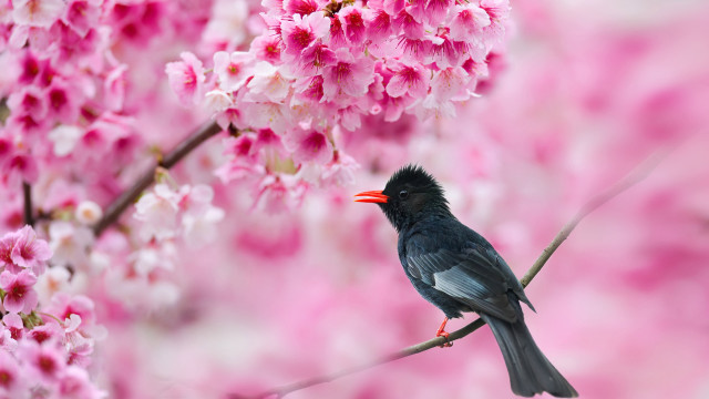 Bird branch cherry blossoms pink #2 free wallpaper - medium preview image