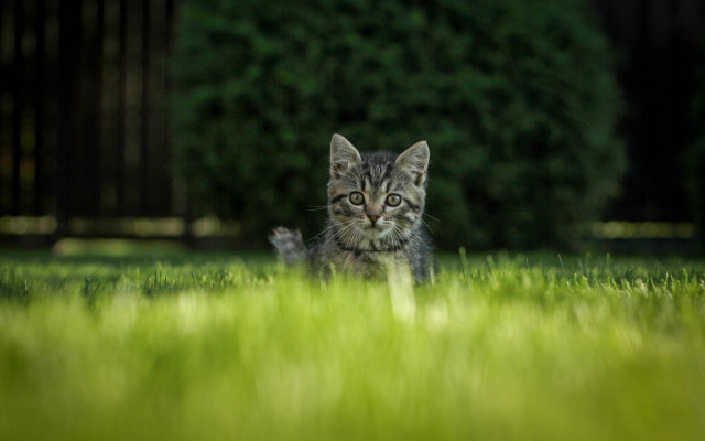 Kitten curious grass tiltshift nature free wallpaper - medium preview image
