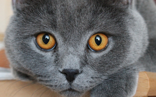 Gray cat curious eyes macro free wallpaper - medium preview image