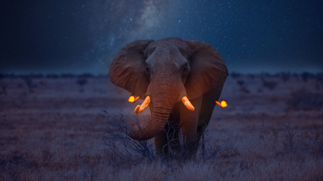Elephant trunk up glowing eyes free wallpaper - medium preview image