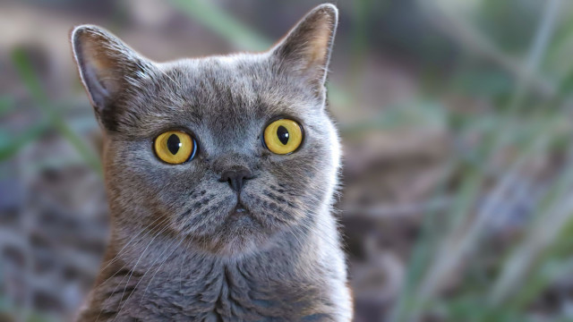 Yellow eyes cat blurry background free wallpaper - medium preview image