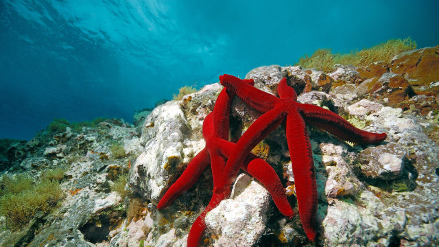 Red starfish rocky reef blue free wallpaper - medium preview image