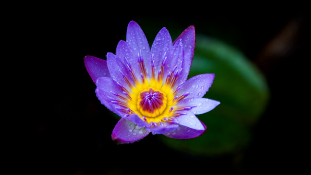 Purple flower yellow center dark #2 free wallpaper - medium preview image