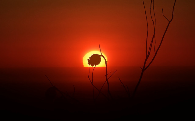 Sunset tree bird silhouette moon free wallpaper - medium preview image