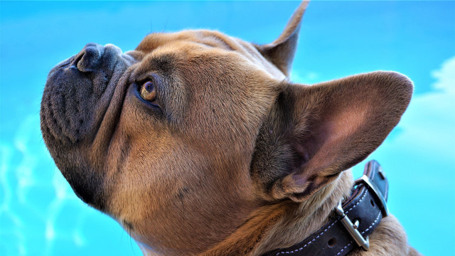 Dog collar looking up pool free wallpaper - medium preview image