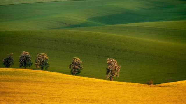 Trees green field yellow grass free wallpaper - medium preview image