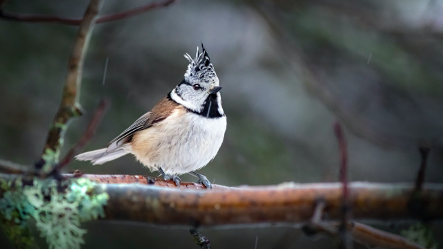 Bird rainy branch blurry background free wallpaper - medium preview image