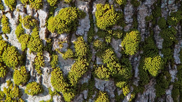 Tree moss bark lichen flower free wallpaper - medium preview image