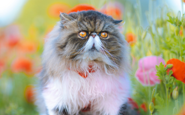 Cat red collar sad impressionism free wallpaper - medium preview image