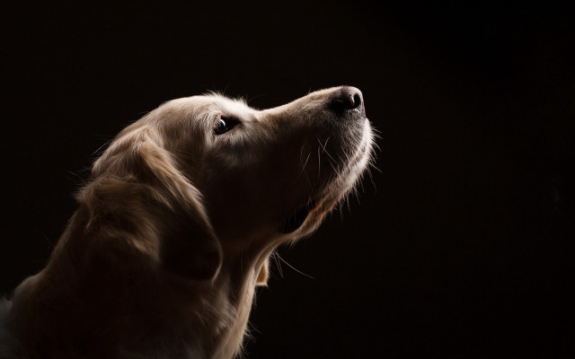 Dog looking up mouth open free wallpaper - medium preview image