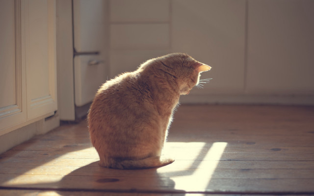 Cat wooden floor window sunlight #2 free wallpaper - medium preview image