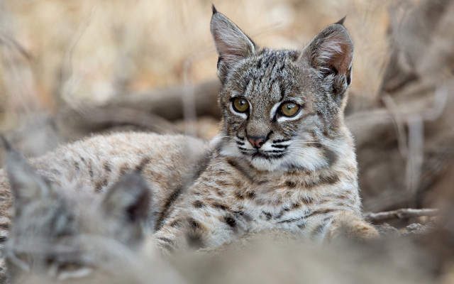 Cat grass blurry background animal free wallpaper - medium preview image