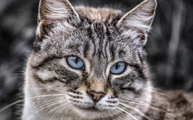 Cat blue eyes macro realistic #2 free wallpaper - medium preview image