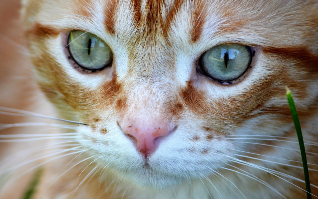 Cat green eyes brown white free wallpaper - medium preview image