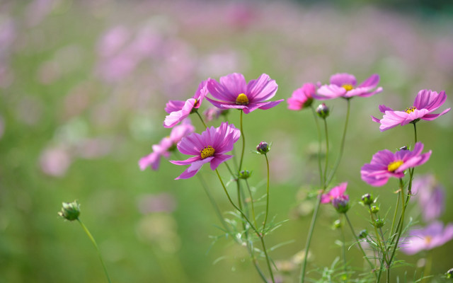 Purple flowers bokeh macro lily free wallpaper - medium preview image