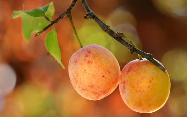 Peaches tree branch leaves moon free wallpaper - medium preview image