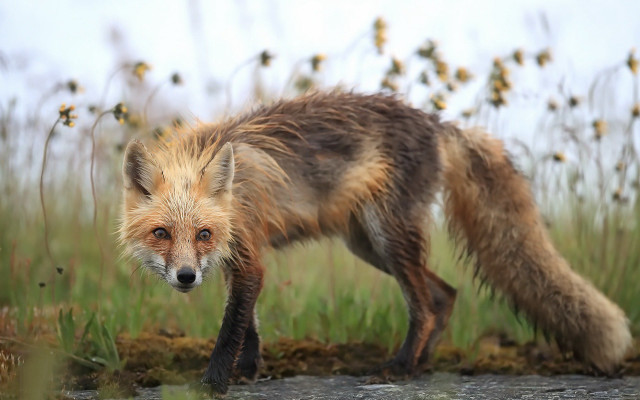Red fox grass field river free wallpaper - medium preview image