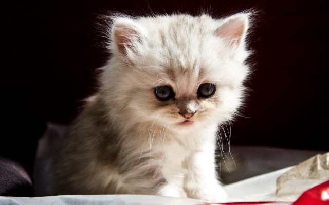 White kitten big eyes blanket free wallpaper - medium preview image