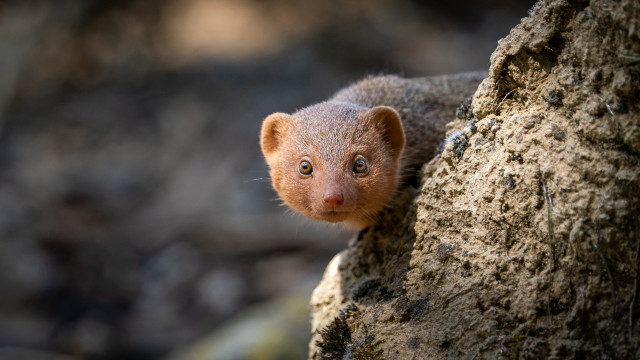 Small animal peeking tree woods free wallpaper - medium preview image