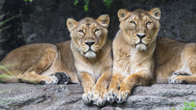 Lions rock enclosure naturalism photorealistic free wallpaper - medium preview image