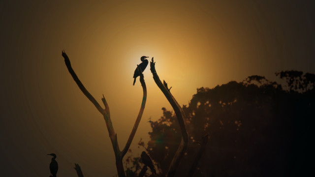 Bird branch sunset nature silhouette free wallpaper for desktop - medium preview image
