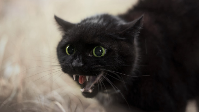 Black cat angry open mouth free wallpaper - medium preview image
